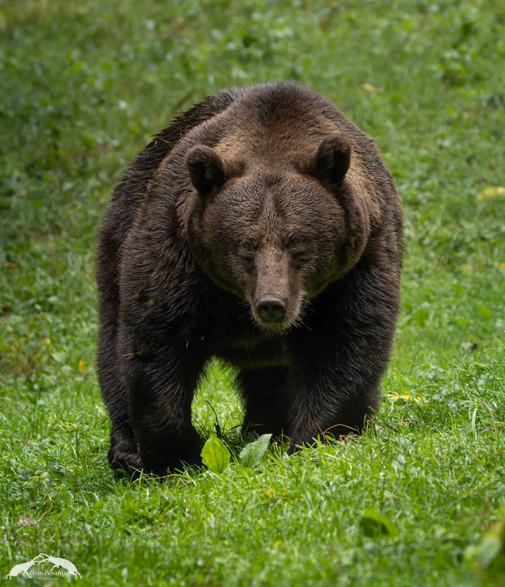 A Nubian Ibex standing on a cliff